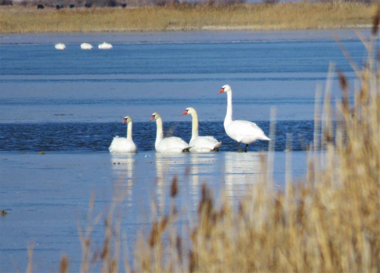 A picture of swans in a blue lake