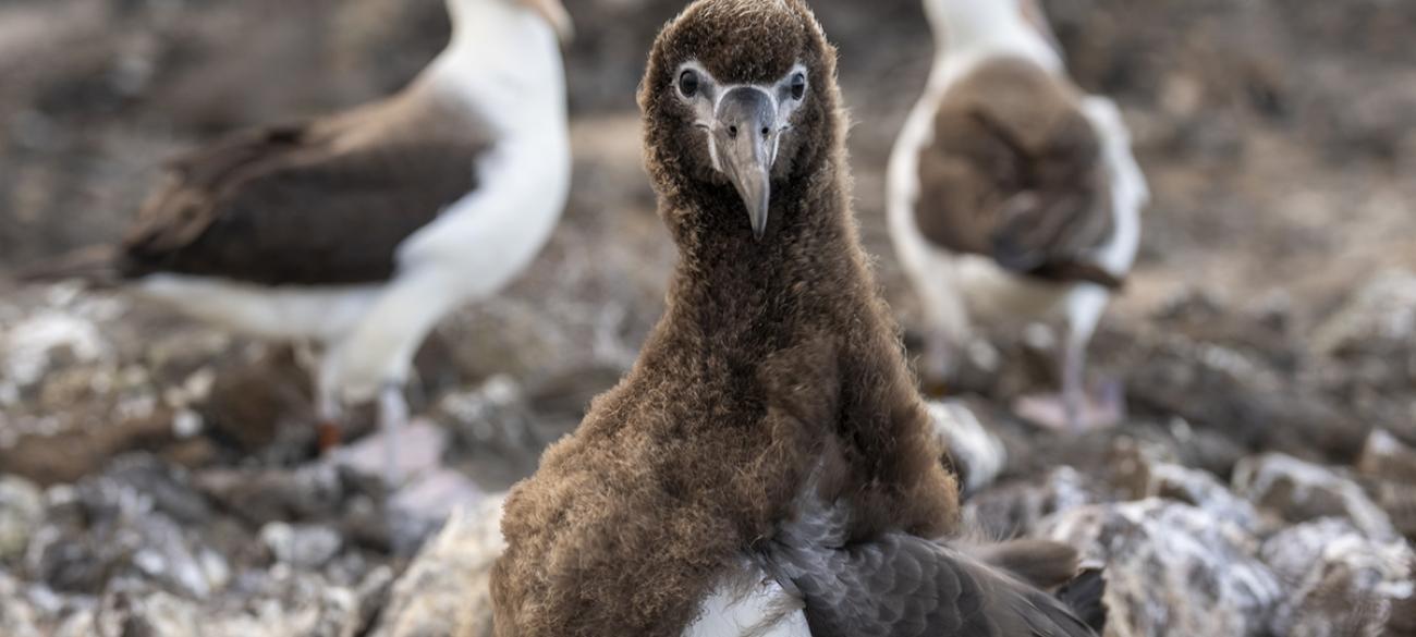Un polluelo de albatros mira a cámara sobre un terreno rocoso