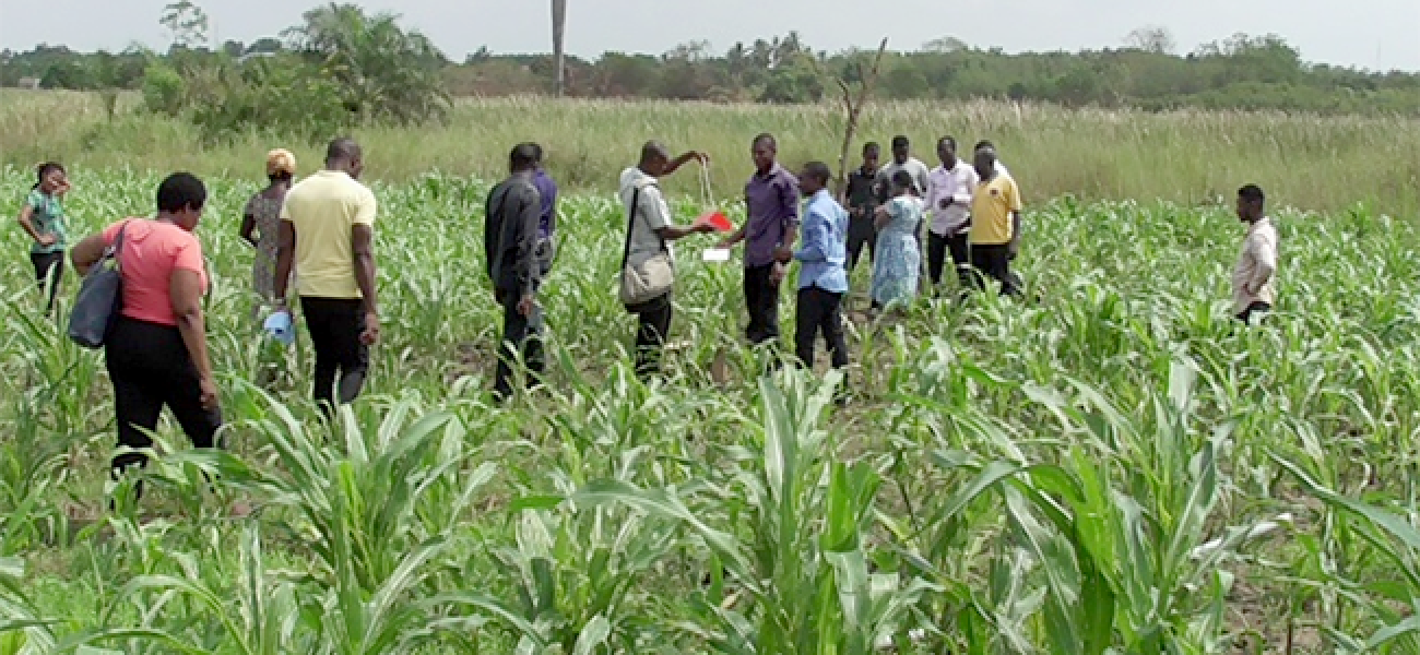 Plano abierto de un sembradío donde hombres y mujeres agricultores, en ropa casual, se dirigen al trabajo, mientras un grupo de tres agricultores evalúan juntos la cosecha.