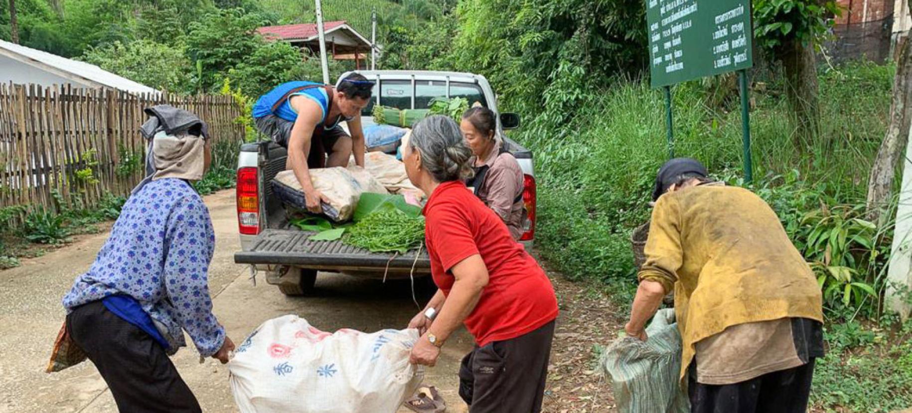 Las mujeres y los hombres pesan los brotes de bambú que recogen en los bosques locales para venderlos.