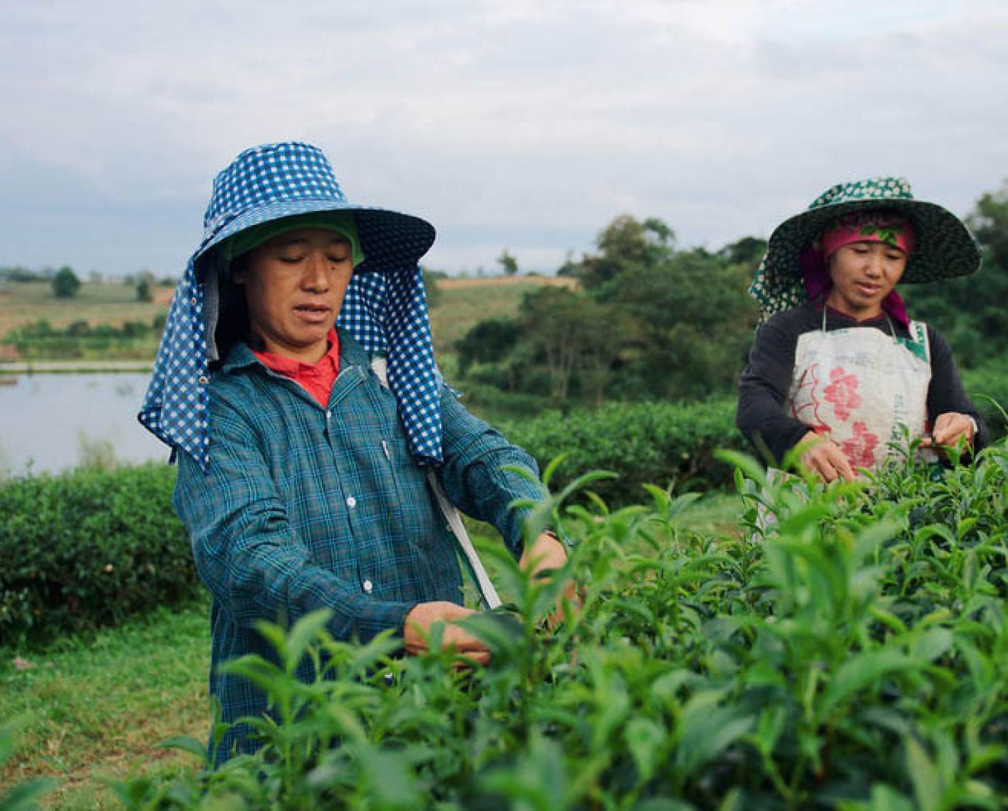 Deux femmes portant des chapeaux récoltent des produits agricoles au milieu d'un champ verdoyant bordé d'un lac.