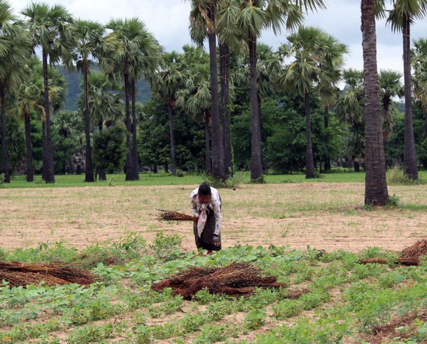 Se muestran dos personas en un campo de cultivo; una está cosechando sentada en el suelo y otra está agachada mientras recoge.