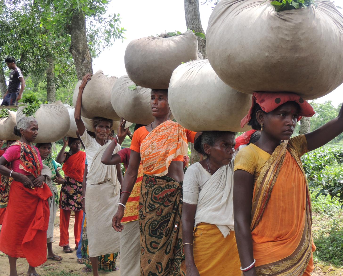 صف من النساء والفتيات يحملن أكياس شاي كبيرة على رؤوسهن.