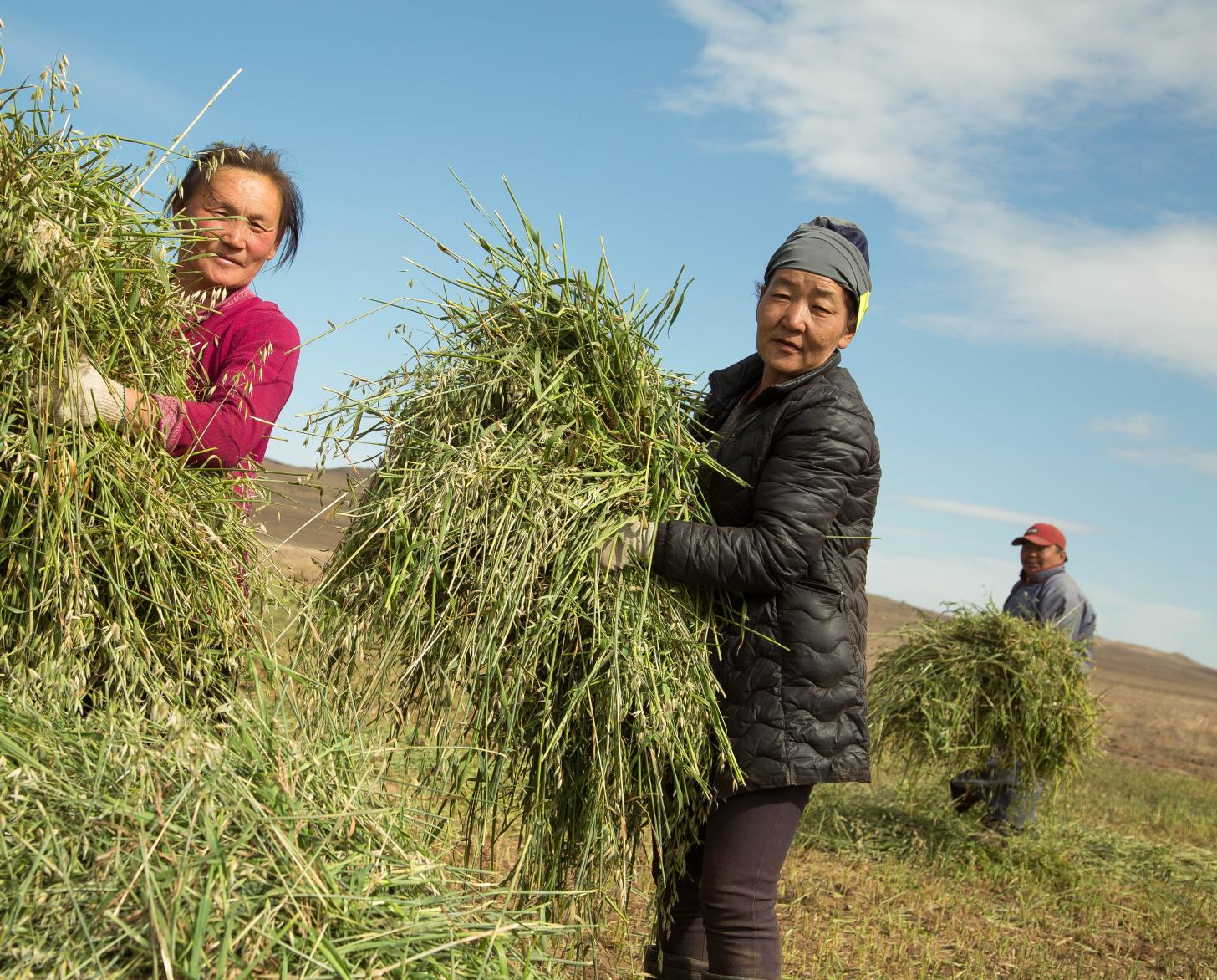 三个人在田里收割大捆的绿色植物。