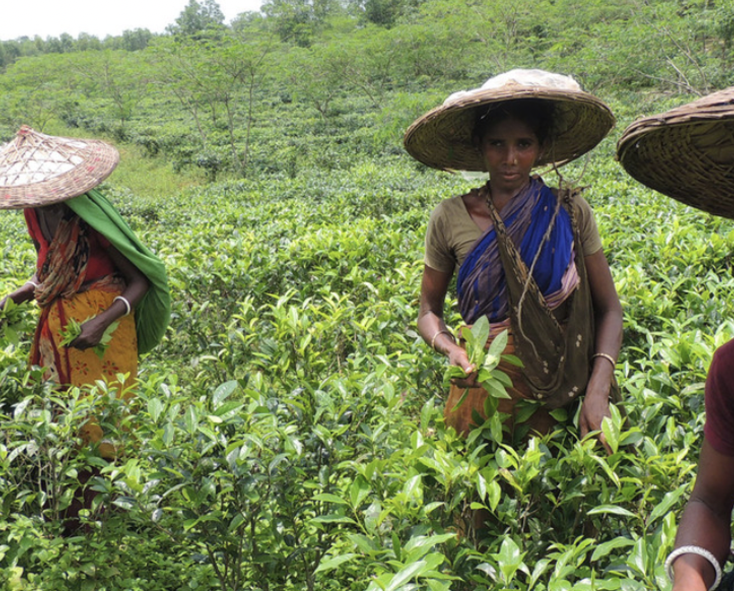 أربع شابات بألوان زاهية وقبعات يقفن في حقل للشاي الأخضر.