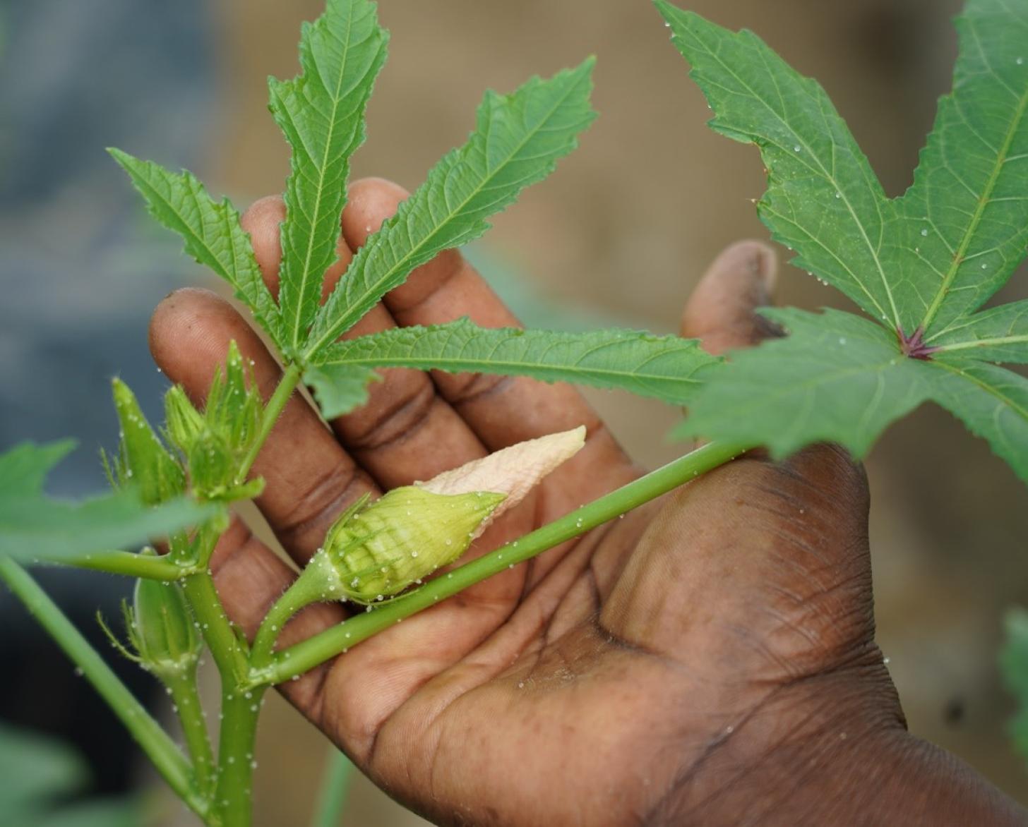 A hand holds a baby plant that's newly sprouted, with leaves. 