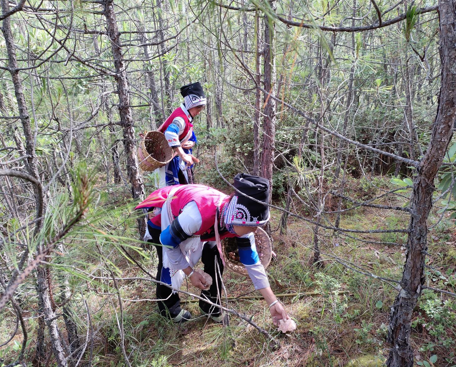 نساء يجمعن الفطر في الغابة، قرية لاوجونشان في الصين.