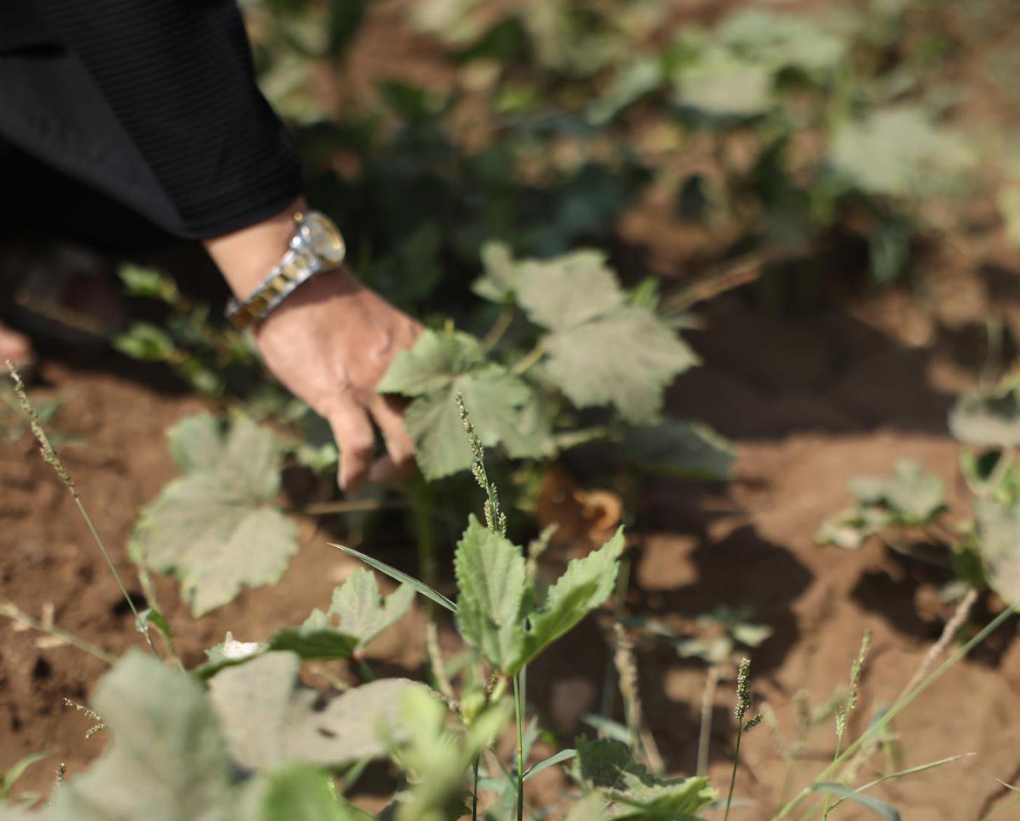 Primer plano de la mano de una mujer cultivando.