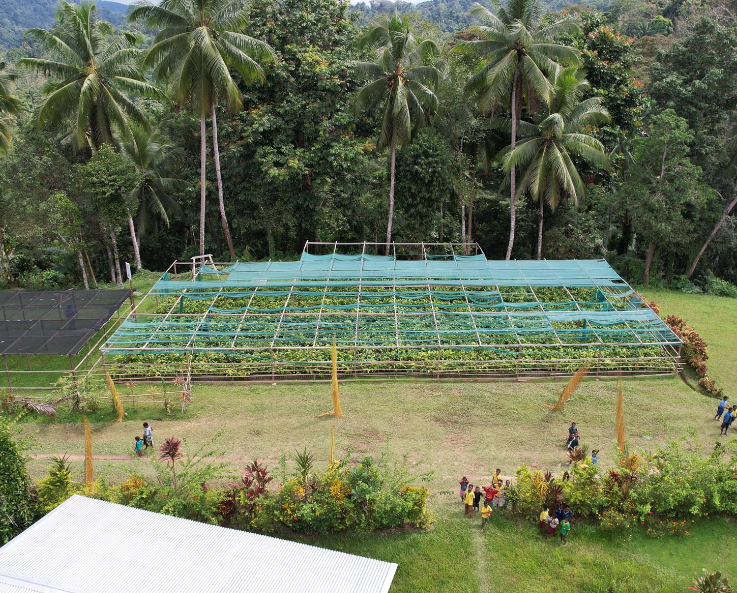Cocoa farm in Hambini village