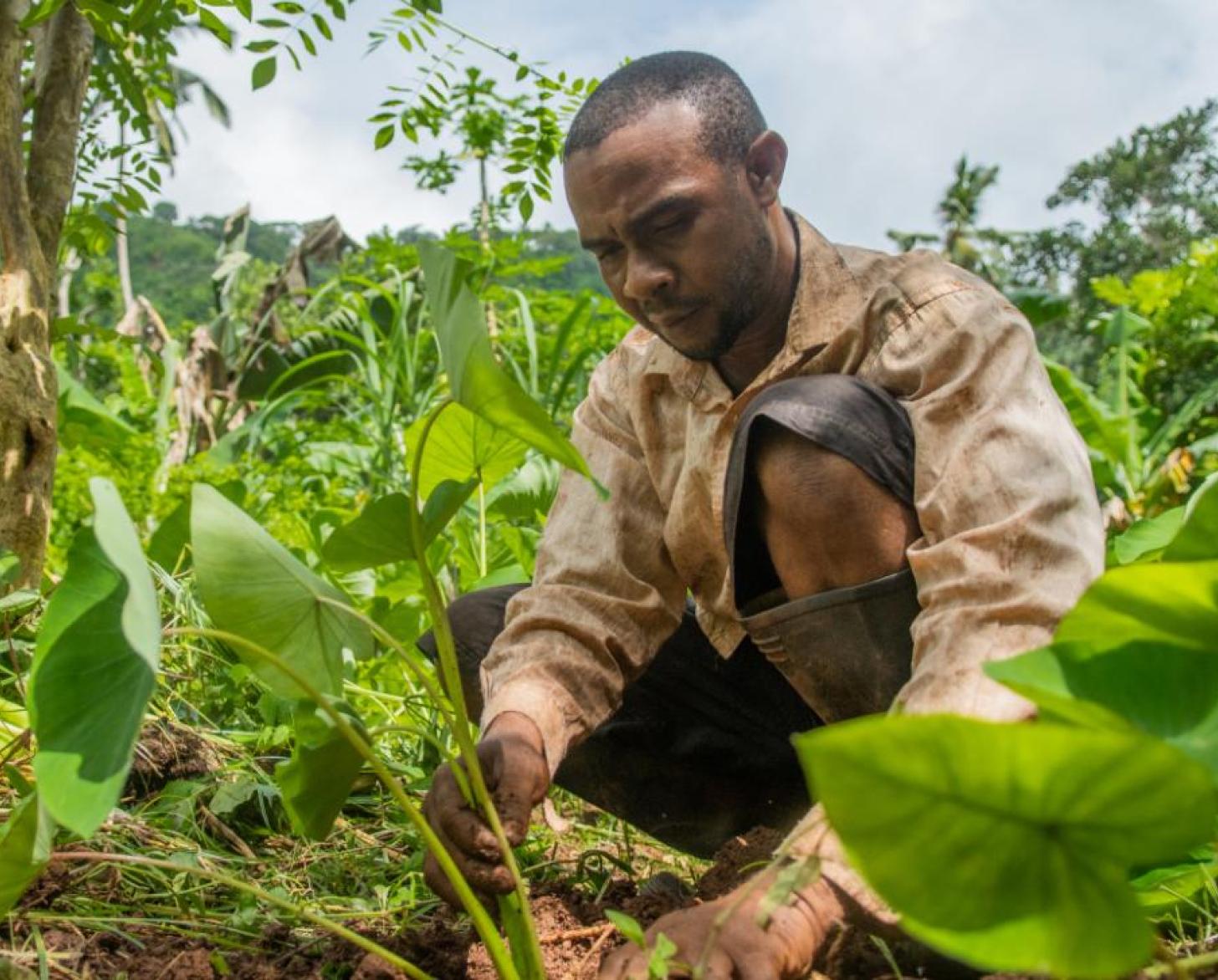 man kneels down in green field to attend to crops 