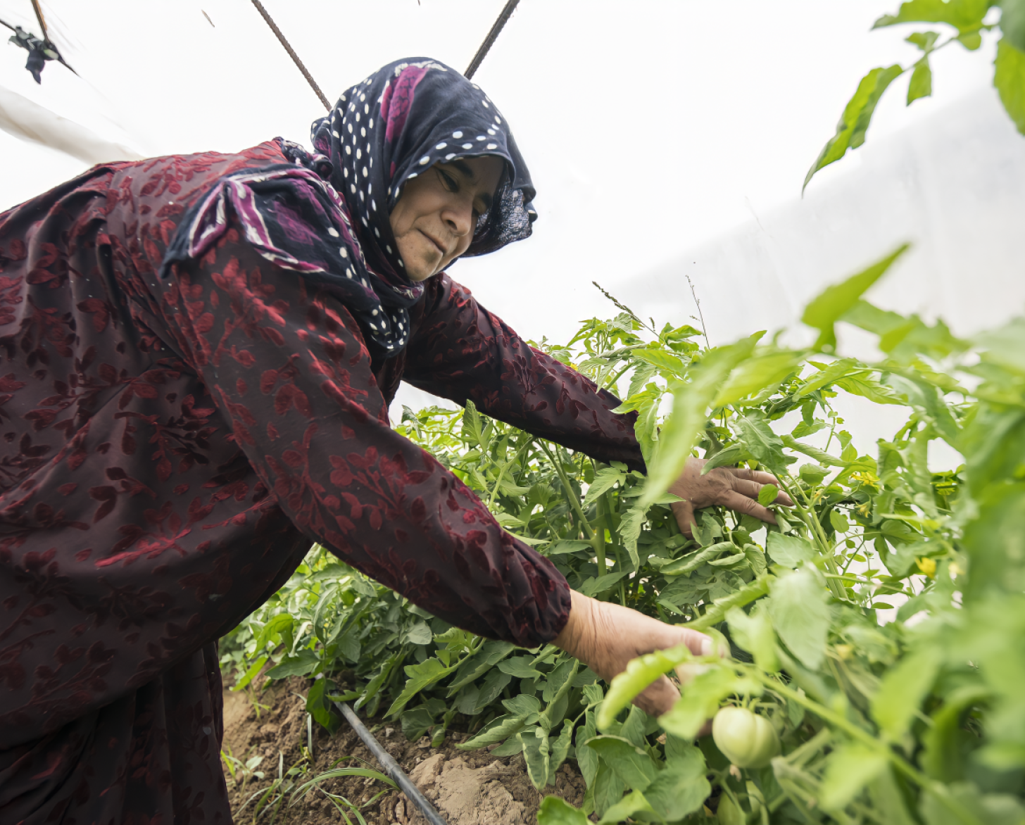 Over 65% of farmers and 40% of agribusinesses in Iraq are working to mitigate environmental risks with an inspiring determination and resilience.
