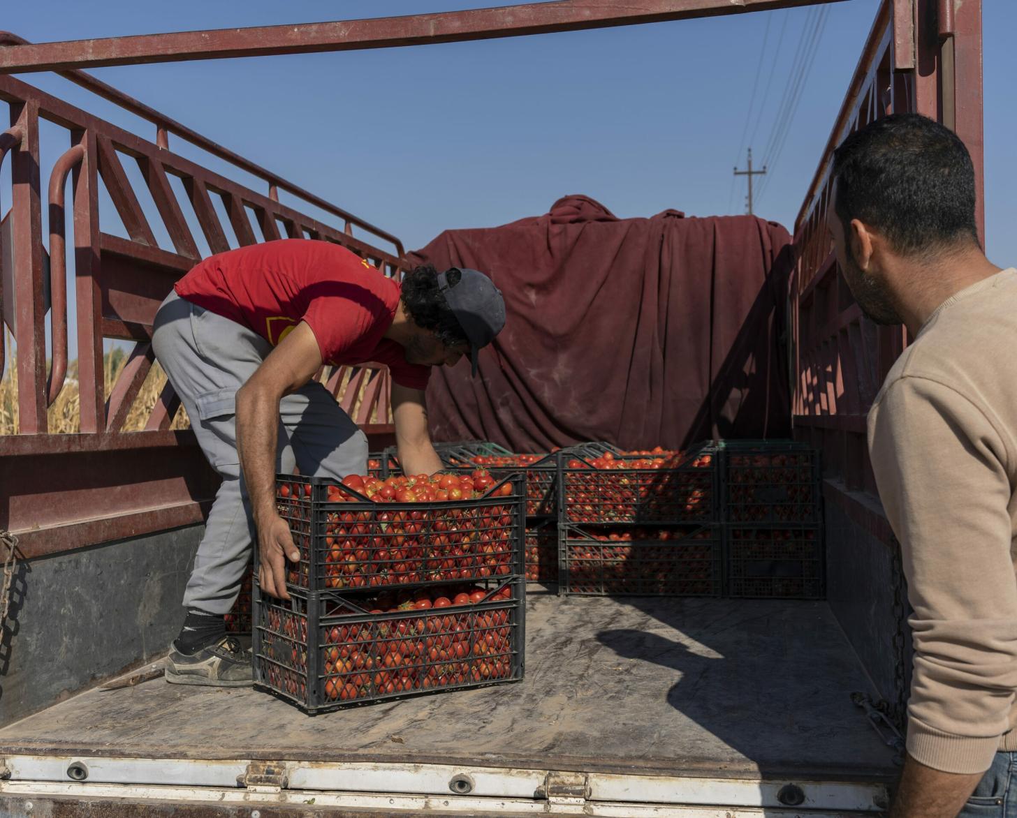 Loading a truck with tomatoes for the first transaction of ITC's SAAVI agribusiness alliance.