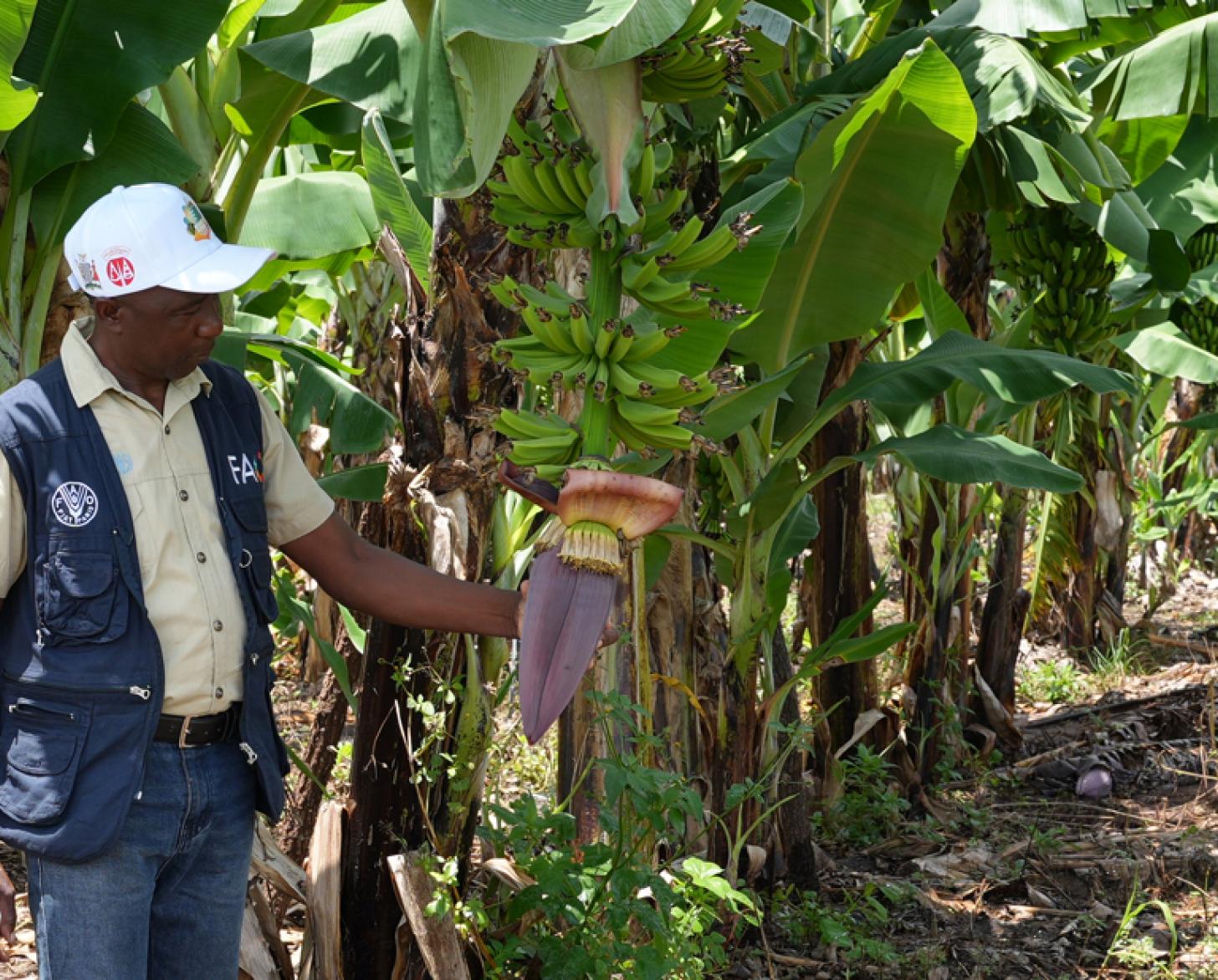 Мужчина возле высаженных деревьев